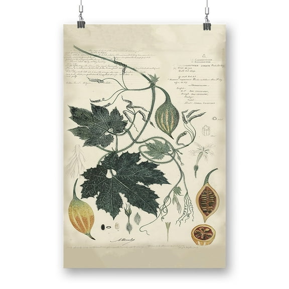Botanical Drawings And Notes Poster - A. Descubes Designs,
