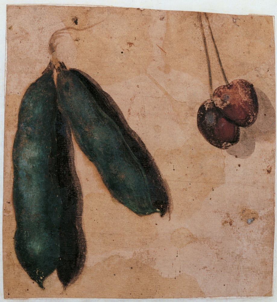 Botanical Drawings Two Pea Pods And Two Cherries Canvas Art - (18 x 24)