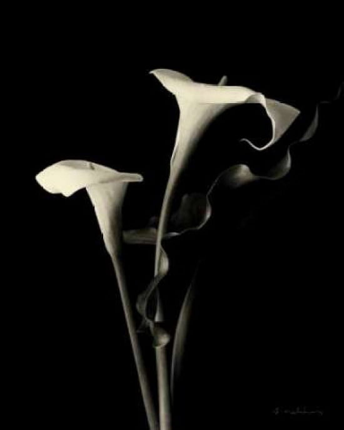 Botanical Elegance Calla III Canvas Art - Amy Melious (24 x 30)