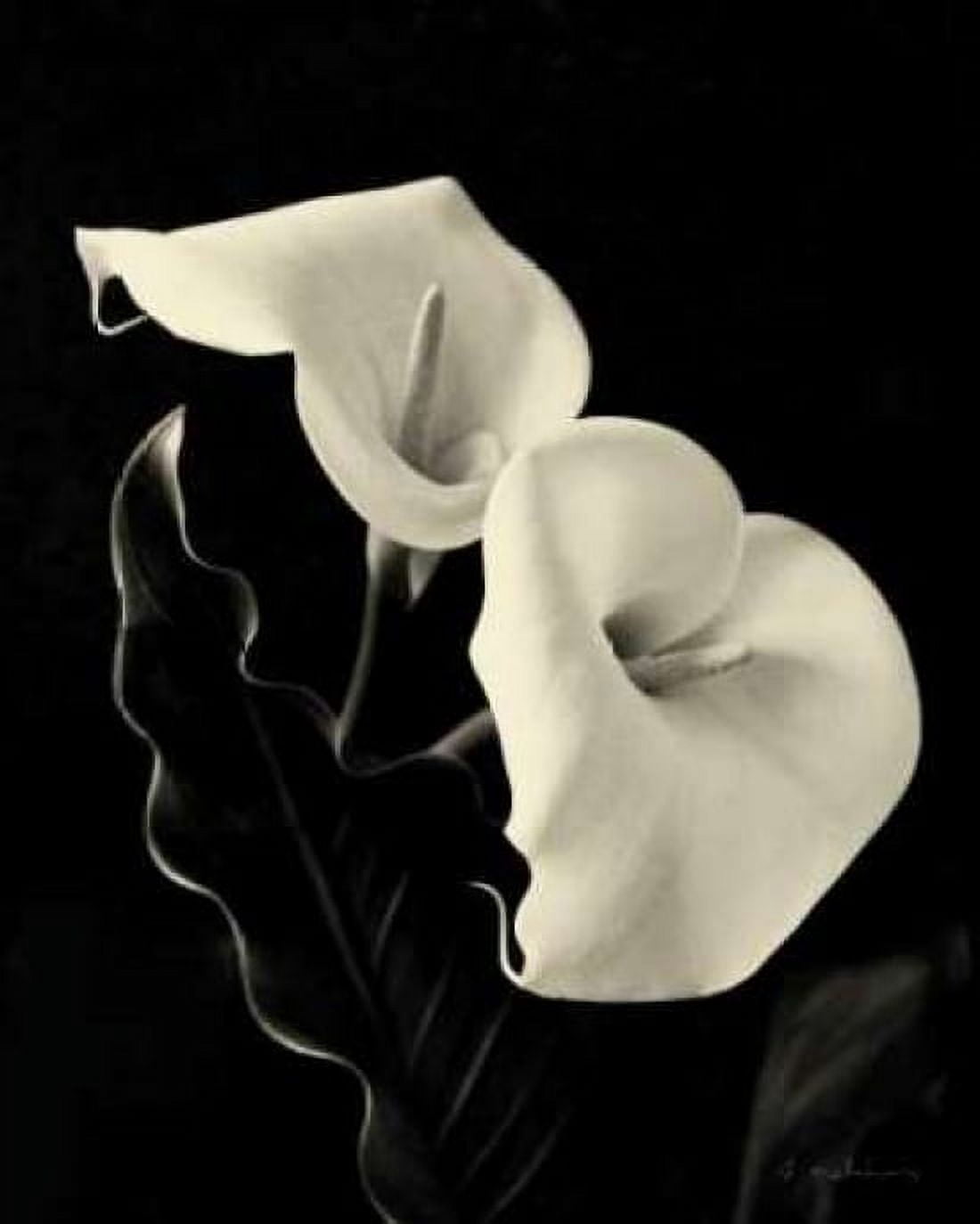 Botanical Elegance Calla IV Canvas Art - Amy Melious (24 x 30)