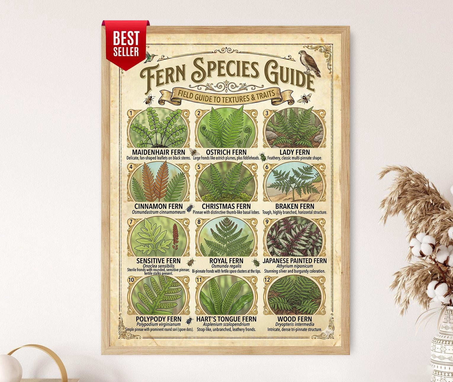 Botanical Fern Species Guide Fern Identification Educational Poster ...