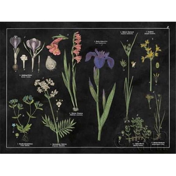 Botanical Floral Chart II Black and White Poster Print by Wild Apple Portfolio (11 x 14)