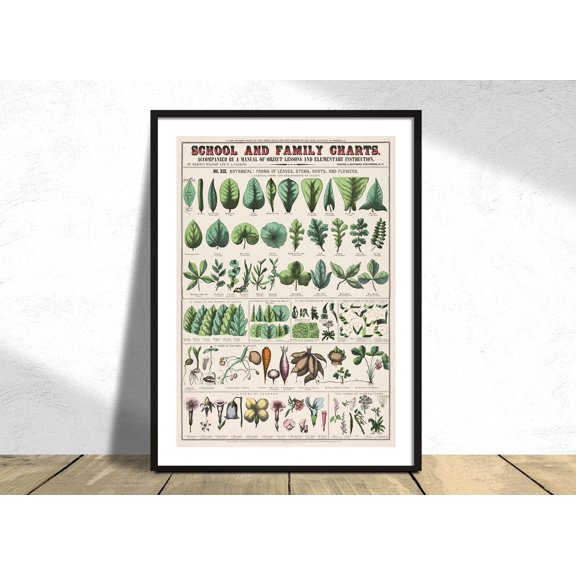 Botanical Forms Chart XIX Wall Art Print, Vintage Leaves Stems Roots Flowers Decor Unframed Paper Print