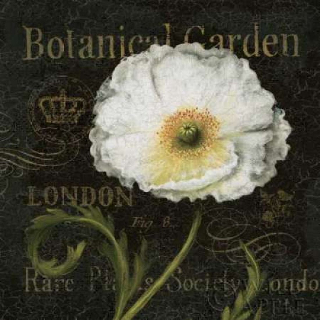 Botanical Garden II Canvas Art - Daphne Brissonnet (24 x 24)