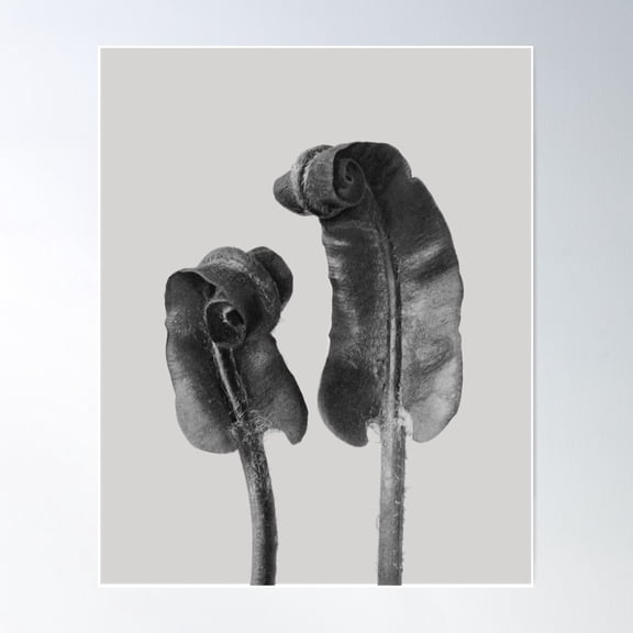 Botanical Garden . Nature In Black And White. Plate 36 Poster Wall Art, Modern Wall Decor For Living Room Bedroom, 16x24 UNFRAMED