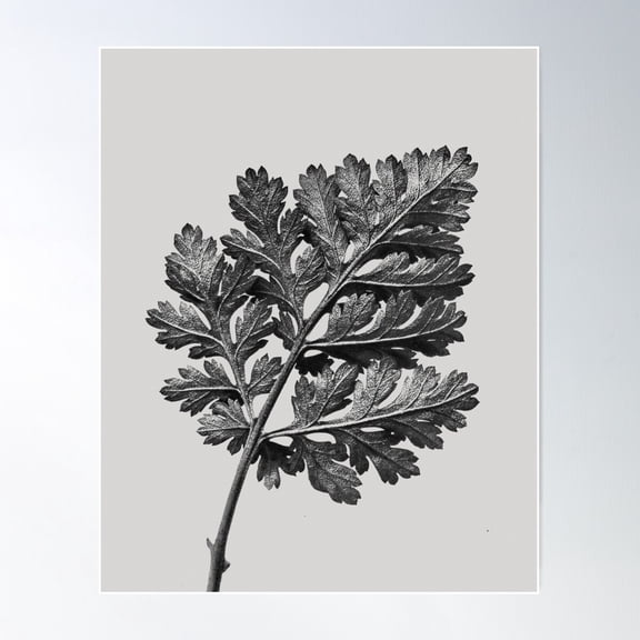 Botanical Garden . Nature In Black And White. Plate 50 Poster Wall Art, Modern Wall Decor For Living Room Bedroom, 12x18 UNFRAMED