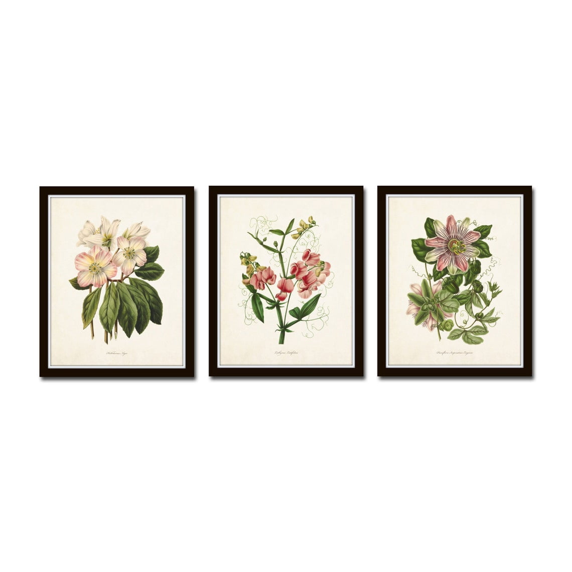 Botanical Garden No 25 Wall Art Prints, Vintage Antique Farmhouse ...
