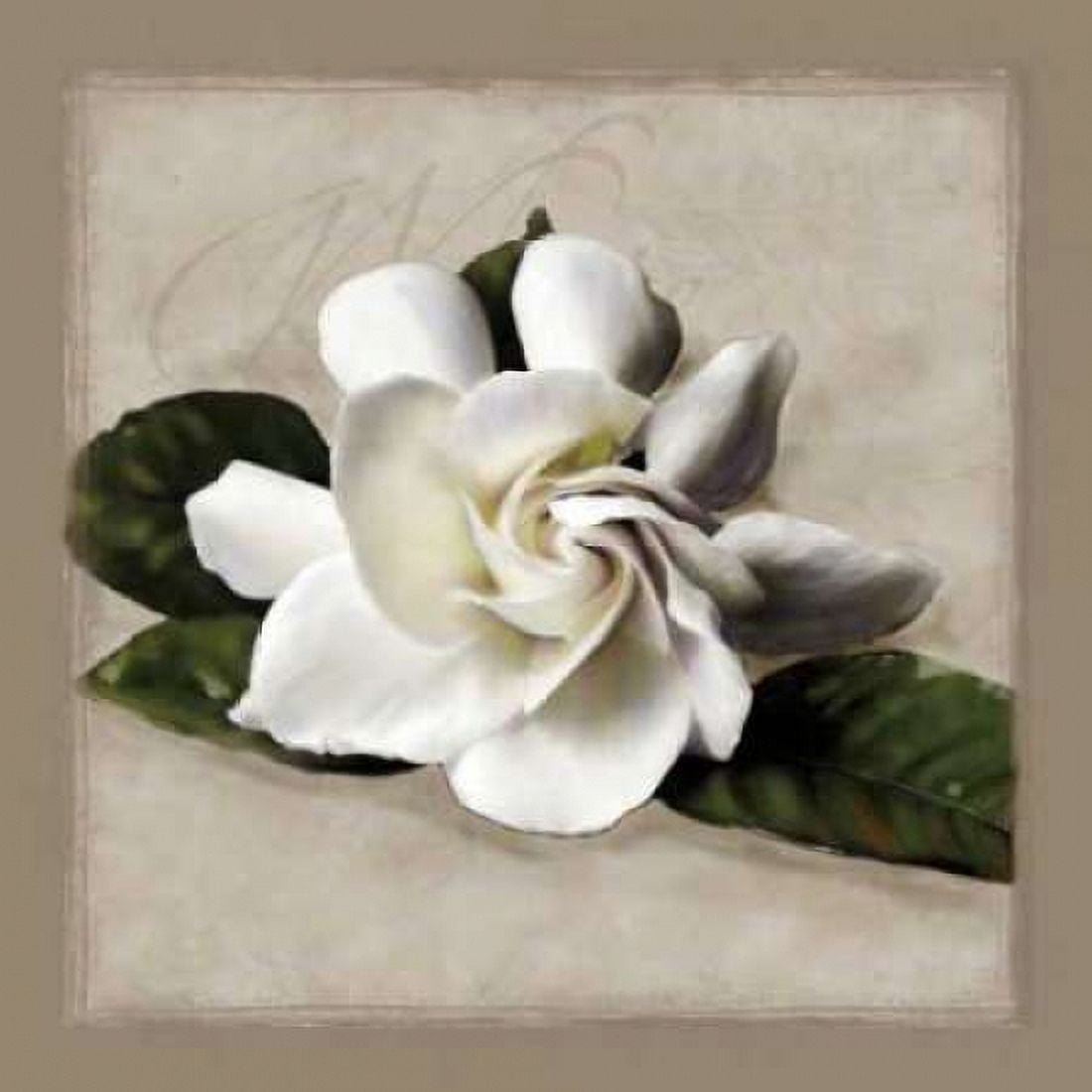 Botanical Gardenia Canvas Art - Janel Pahl (24 x 24)