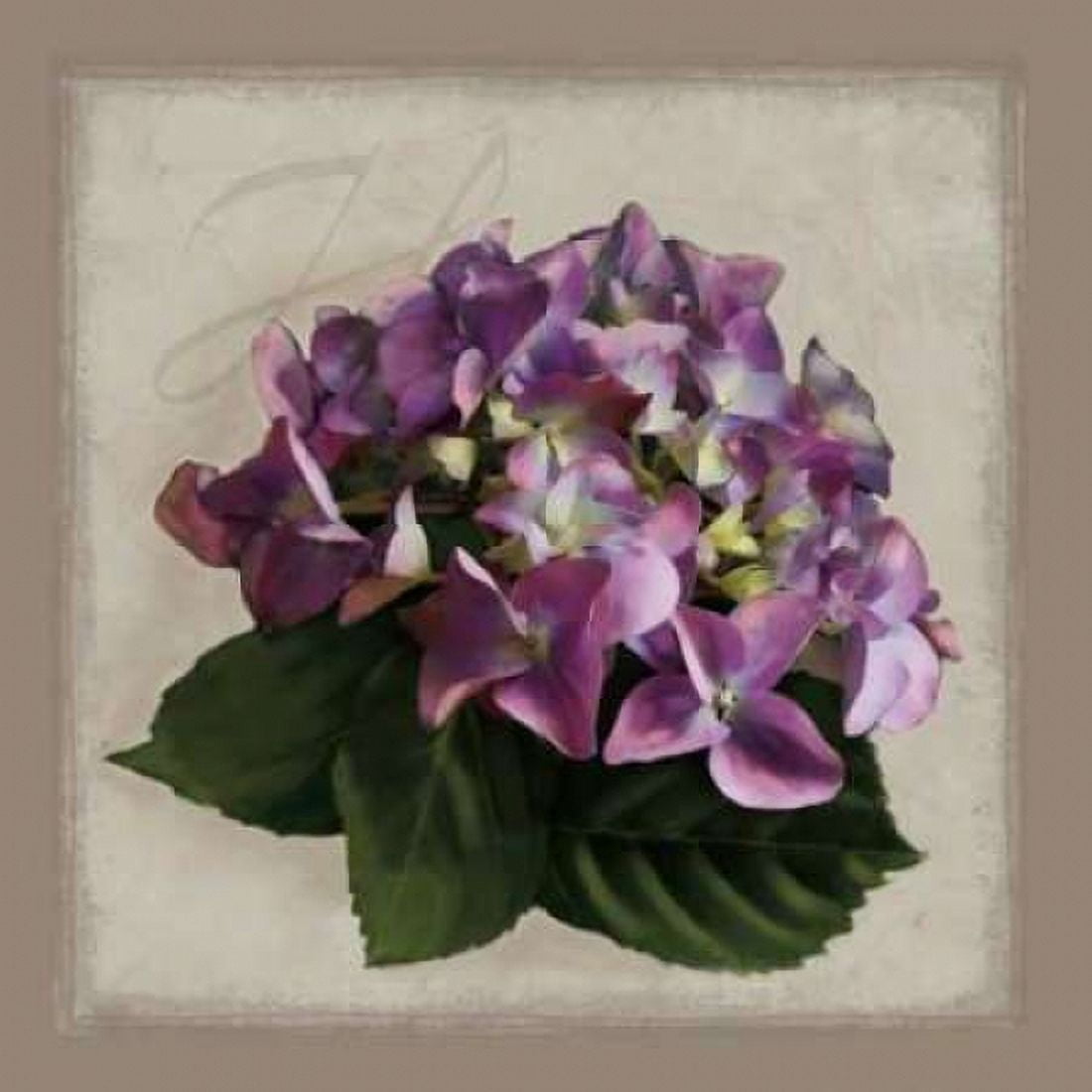 Botanical Hydrenga Canvas Art - Janel Pahl (24 x 24)
