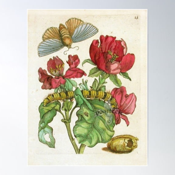 Botanical Illustration Maria Sibylla Merian Poster Wall Art, Modern Wall Decor For Living Room Bedroom, 12x18 UNFRAMED