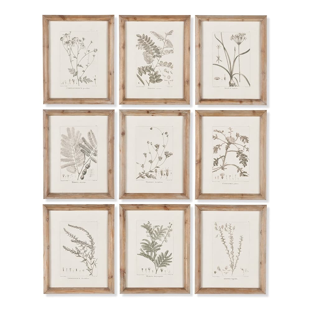 Sepia Botanical Prints with Whitewashed Wood Frames, Set of 9
