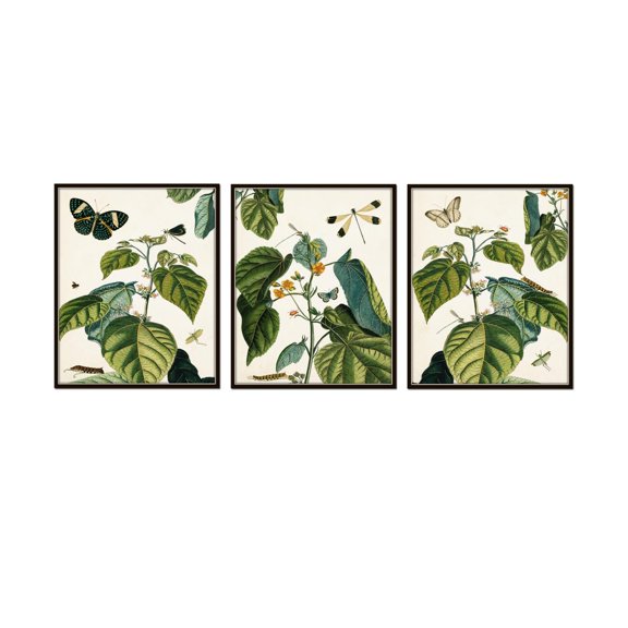Botanical Insect Prints Set Of 3, Vintage Nature Study Wall Art