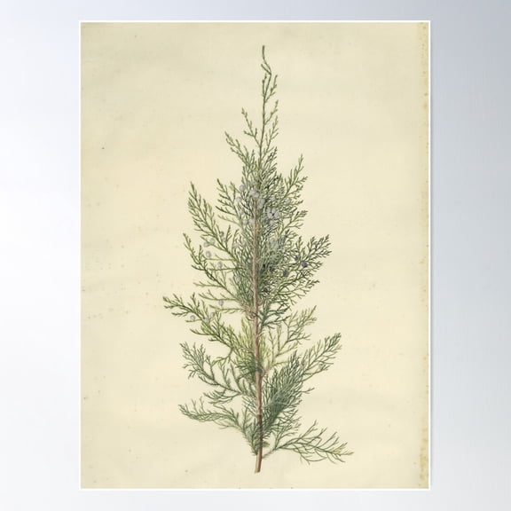 Botanical Juniper Poster, 8x12 UNFRAMED