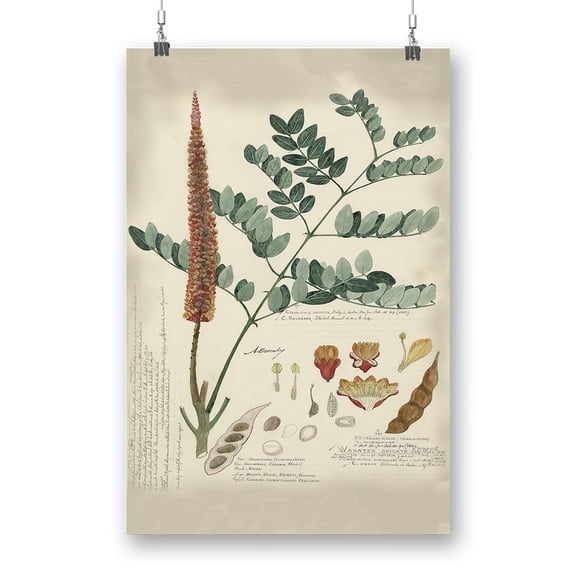 Botanical Notes And Drawings Poster - A. Descubes Designs,