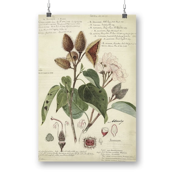 Botanical Notes Poster - A. Descubes Designs,