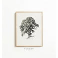 thumbnail image 1 of Botanical Oak Tree Sketch Wall Art, Rustic Farmhouse Vintage Home Decor, Vivid Art Print Mt-217 Wall Art, Modern Wall Decor, 8x12 UNFRAMED, 1 of 2