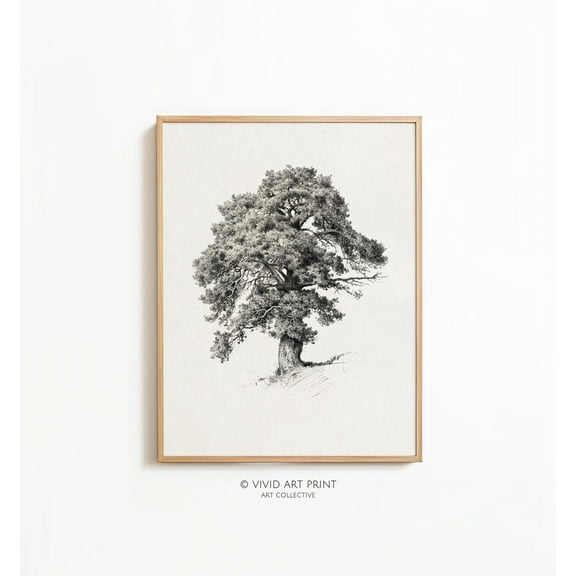 Botanical Oak Tree Sketch Wall Art, Rustic Farmhouse Vintage Home Decor, Vivid Art Print Mt-217 Wall Art, Modern Wall Decor, 8x12 UNFRAMED