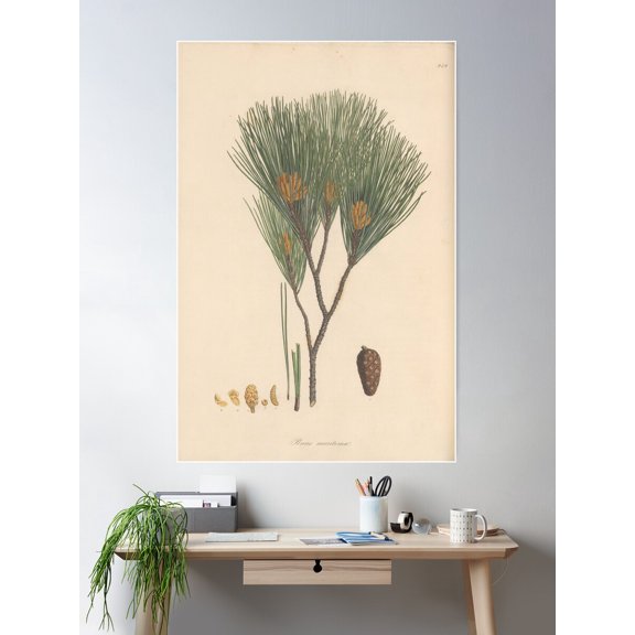 Botanical Pine Poster Wall Art, Modern Wall Decor For Living Room Bedroom, 12x18 UNFRAMED