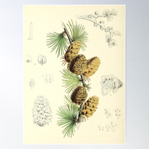 Botanical Pinecones Poster Wall Art, Modern Wall Decor For Living Room Bedroom, 24x36 UNFRAMED