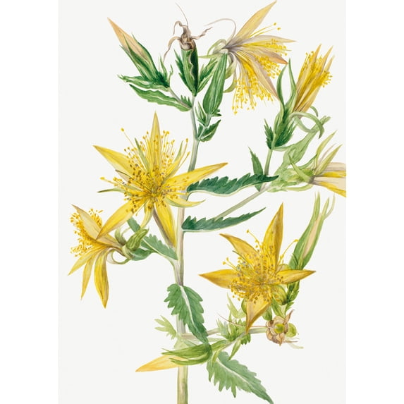Botanical Plant Illustration - Blazing Star (Mentzelia laevicaulis) by Mary Vaux Walcott - 12" x 18" Art Print Wall Decor