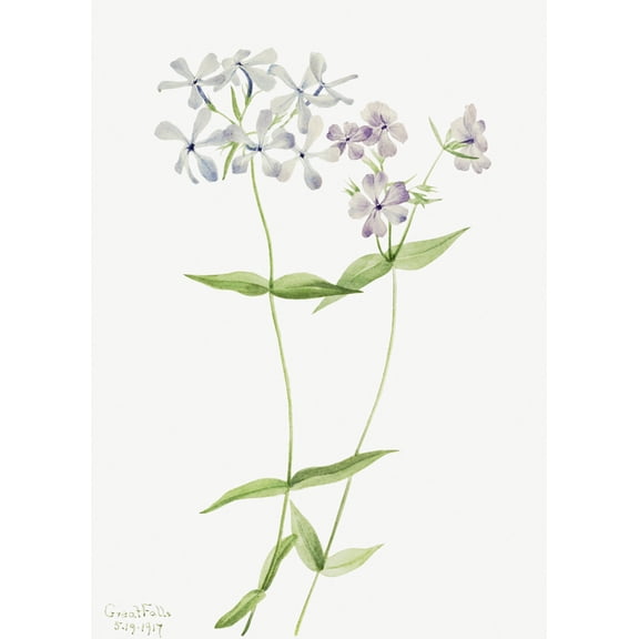 Botanical Plant Illustration - Blue Phlox (Phlox divaricata) by Mary Vaux Walcott - 12" x 18" Art Print Wall Decor
