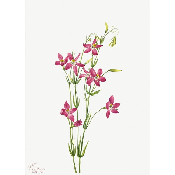 Botanical Plant Illustration - Centaurium (Centaurium venustum) by Mary Vaux Walcott - 12" x 18" Art Print Wall Decor