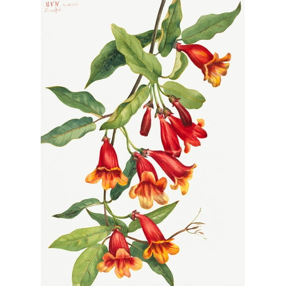 Botanical Plant Illustration - Crossvine (Anisostichus capreolatus) by Mary Vaux Walcott - 12" x 18" Art Print Wall Decor