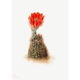thumbnail image 1 of Botanical Plant Illustration - Cucumber Cactus by Mary Vaux Walcott - 12" x 18" Art Print Wall Decor, 1 of 1
