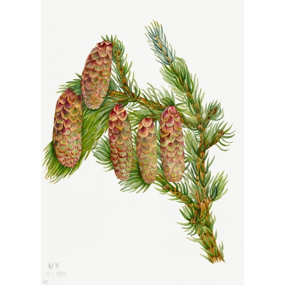 Botanical Plant Illustration - Douglas Fir (Pseudotsuga mucronata) by Mary Vaux Walcott - 12" x 18" Art Print Wall Decor