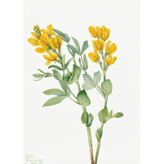 Botanical Plant Illustration - Goldenpea (Thermopsis rhombifolia) by Mary Vaux Walcott - 12" x 18" Art Print Wall Decor
