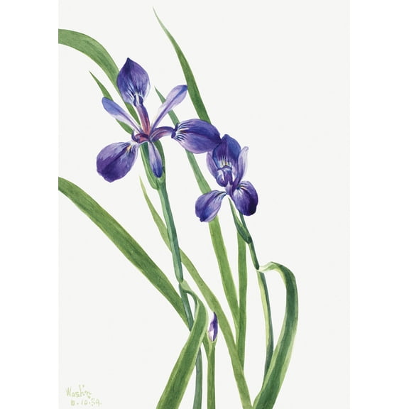Botanical Plant Illustration - Iris (Iris species) by Mary Vaux Walcott - 12" x 18" Art Print Wall Decor