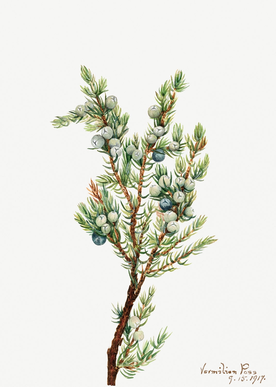 Botanical Plant Illustration - Mountain Juniper (Juniperus sibirica) by ...
