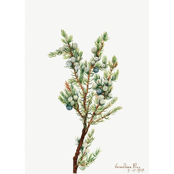 Botanical Plant Illustration - Mountain Juniper (Juniperus sibirica) by Mary Vaux Walcott - 12" x 18" Art Print Wall Decor