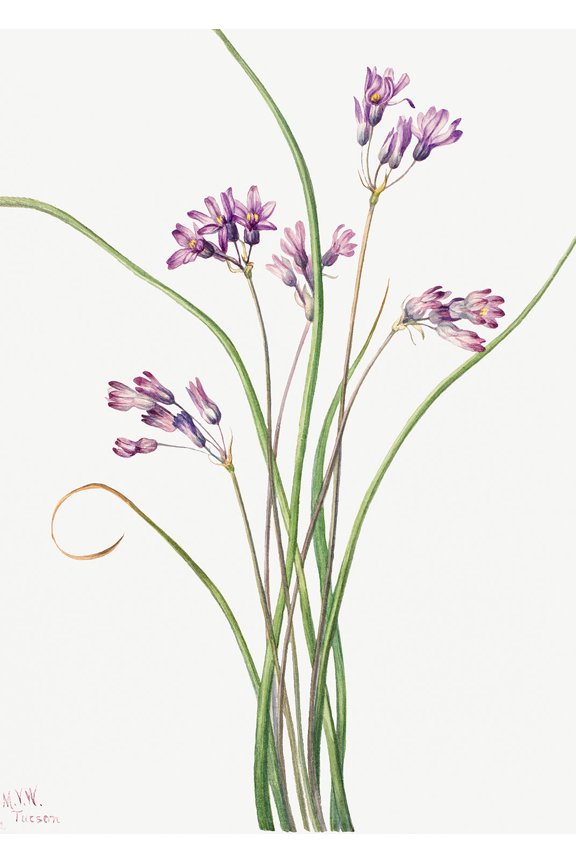 Botanical Plant Illustration - Wild Hyacinth (Brodiaea pulchella) by Mary Vaux Walcott - 12" x 18" Art Print Wall Decor