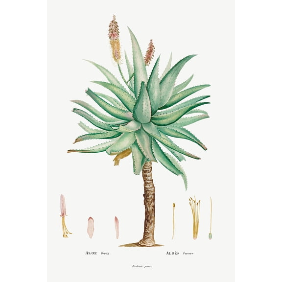 Botanical Plant Print - Aloe Ferox by Pierre Joseph Redoute - 12" x 18" Art Print Wall Decor