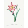 thumbnail image 1 of Botanical Plant Print - Amaryllis Equestre by Pierre Joseph Redoute - 12" x 18" Art Print Wall Decor, 1 of 1