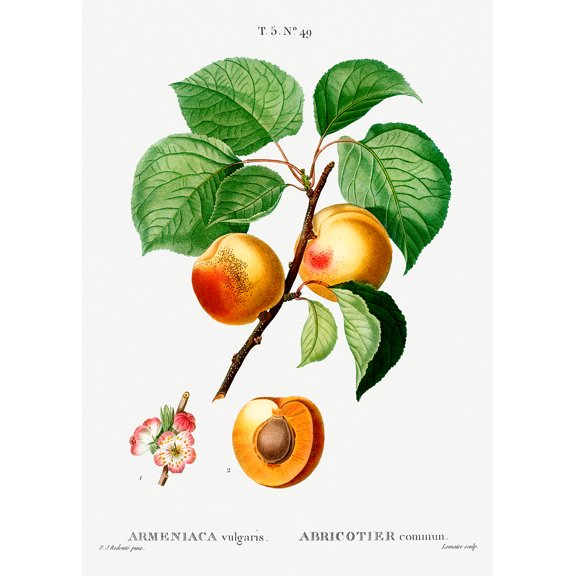 Botanical Plant Print - Apricot (Armeniaca vulgaris) by Pierre Joseph Redoute - 12" x 18" Art Print Wall Decor