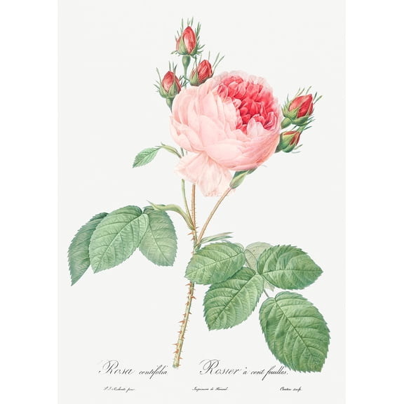 Botanical Plant Print - Cabbage Rose - One Hundred-Leaved Rose (Rosa centifolia) by Pierre Joseph Redoute - 12" x 18" Art Print Wall Decor