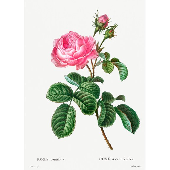 Botanical Plant Print - Cabbage rose (Rosa centifolia) by Pierre Joseph Redoute - 12" x 18" Art Print Wall Decor