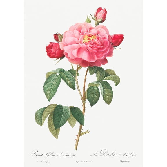 Botanical Plant Print - Gallic Rose - Duchess of Orleans (Rosa Gallica Aurelianensis) by Pierre Joseph Redoute - 12" x 18" Art Print Wall Decor