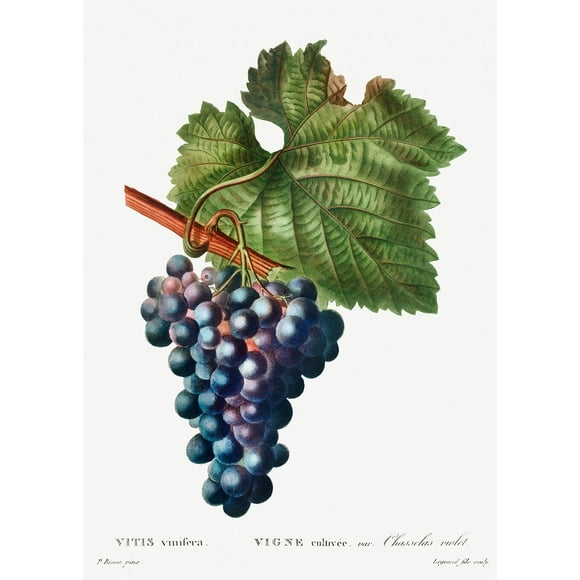 Botanical Plant Print - Grape vine (Vitis vinifera) by Pierre Joseph Redoute - 12" x 18" Art Print Wall Decor