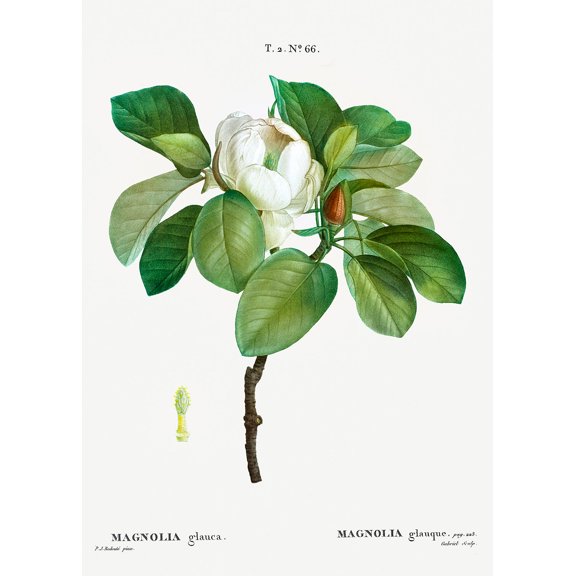 Botanical Plant Print - Magnolia (magnolia glauca) by Pierre Joseph Redoute - 12" x 18" Art Print Wall Decor