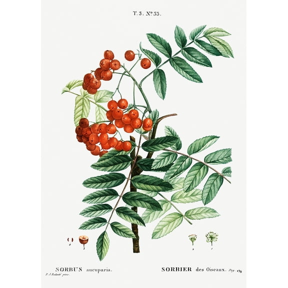 Botanical Plant Print - Mountain ash (Sorbus aucuparia) by Pierre Joseph Redoute - 12" x 18" Art Print Wall Decor