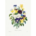 thumbnail image 1 of Botanical Plant Print - Pansy bouquet from Choix des plus belles fleurs by Pierre Joseph Redoute - 12" x 18" Art Print Wall Decor, 1 of 1
