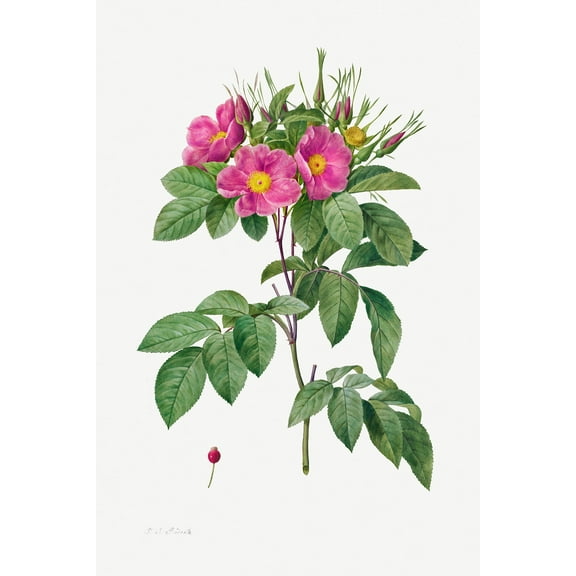 Botanical Plant Print - Pasture Rose (Rosa Carolina Corymbosa) by Pierre Joseph Redoute - 12" x 18" Art Print Wall Decor