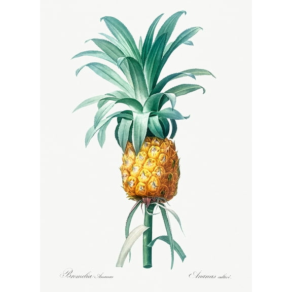 Botanical Plant Print - Pineapple by Pierre Joseph Redoute - 12" x 18" Art Print Wall Decor