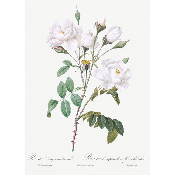 Botanical Plant Print - Rosa campanulata (Pink Bellflowers) by Pierre Joseph Redoute - 12" x 18" Art Print Wall Decor