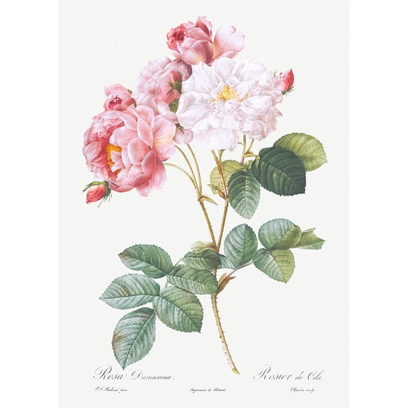 Botanical Plant Print - Rosa damascena (Rosebush) by Pierre Joseph Redoute - 12" x 18" Art Print Wall Decor