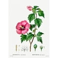 thumbnail image 1 of Botanical Plant Print - Rose of Sharon (Hibiscus syriacus) by Pierre Joseph Redoute - 12" x 18" Art Print Wall Decor, 1 of 1