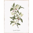 thumbnail image 1 of Botanical Poster Print by Kelly Donovan, 1 of 2